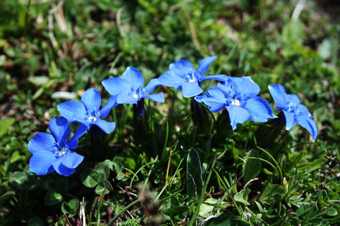 Gentiana verna / Genziana primaticcia